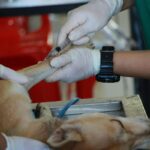 A importância das vacinas para cães
