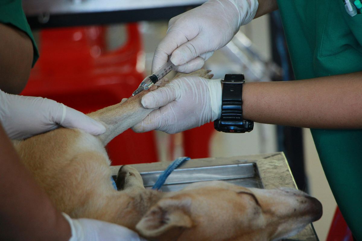 A importância das vacinas para cães