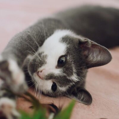 Brinquedos Para Gato