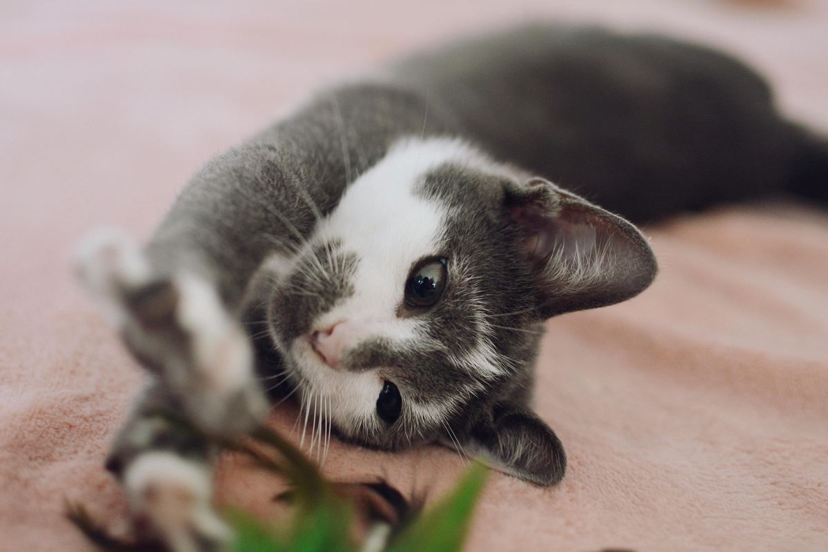 Brinquedos Para Gato