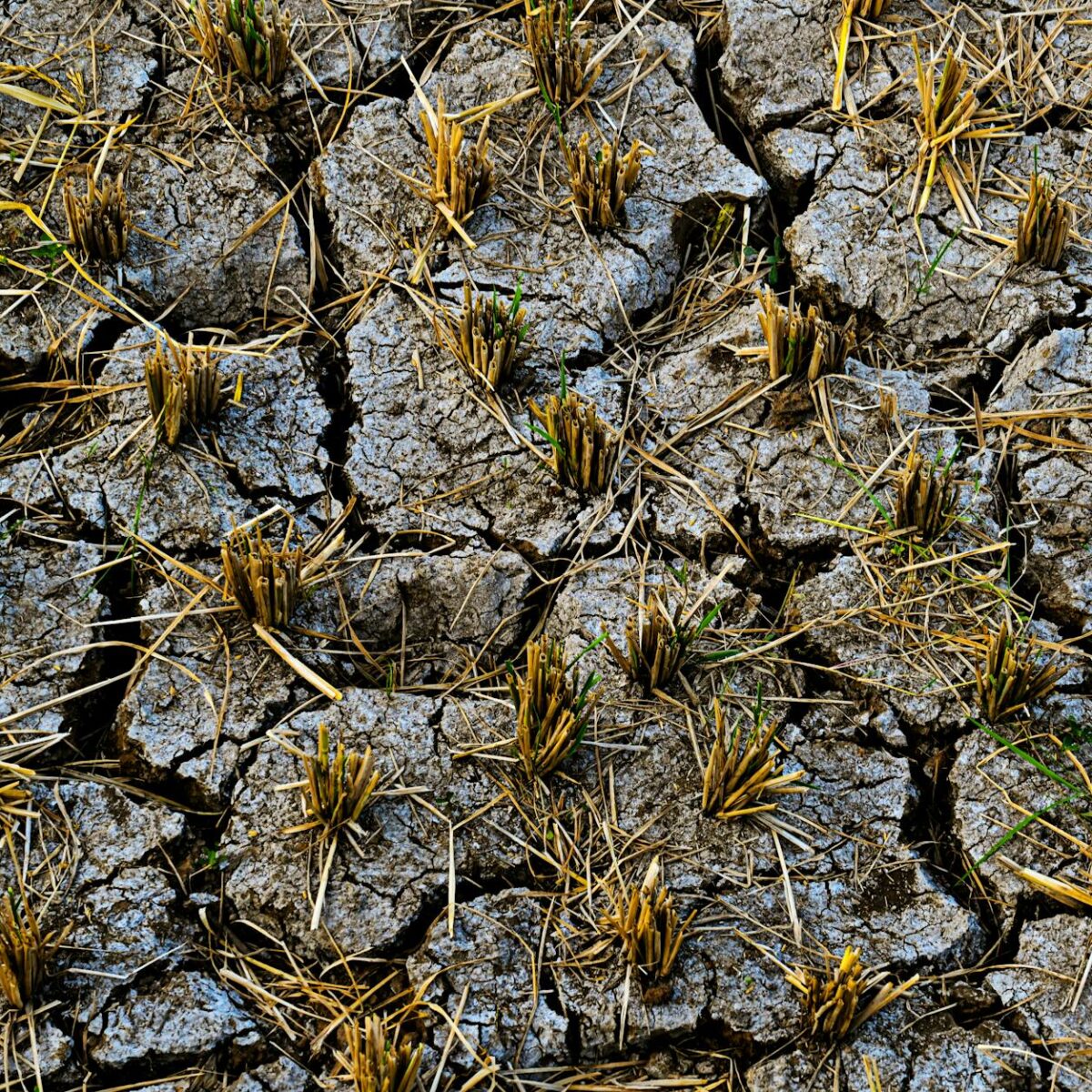 Crise Climática e o Preço dos Alimentos: Entenda o Impacto Direto no Seu Bolso — como as mudanças climáticas estão afetando o