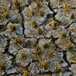 Crise Climática e o Preço dos Alimentos: Entenda o Impacto Direto no Seu Bolso — como as mudanças climáticas estão afetando o
