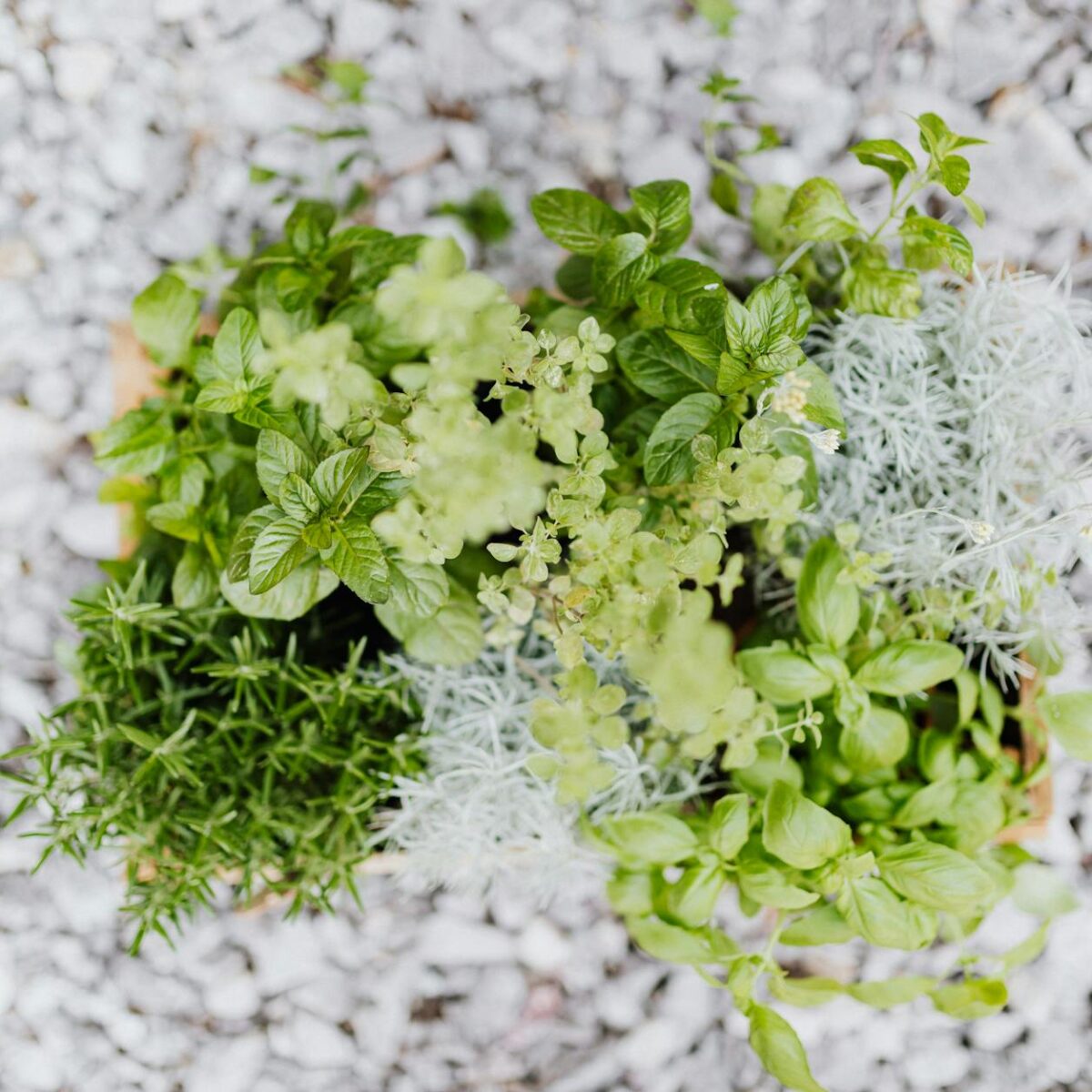 Cozinha Verde: O Guia Definitivo para Cultivar Temperos Frescos em Vasos no Apartamento — como cultivar temperos em vasos na