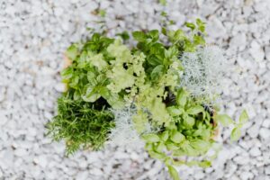 Cozinha Verde: O Guia Definitivo para Cultivar Temperos Frescos em Vasos no Apartamento — como cultivar temperos em vasos na