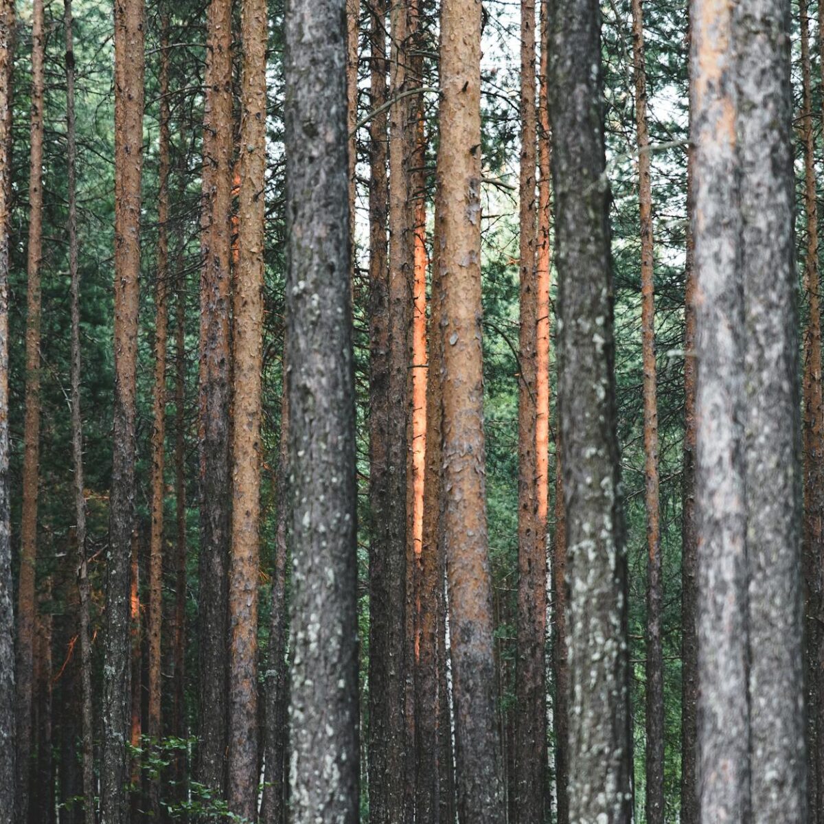 Móveis Sustentáveis: Guia Definitivo para Identificar Madeiras de Reflorestamento na Sua Compra — como identificar madeiras d