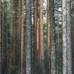 Móveis Sustentáveis: Guia Definitivo para Identificar Madeiras de Reflorestamento na Sua Compra — como identificar madeiras d