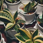 Plantas de Interior Fáceis: O Guia Definitivo para um Ar Puro e um Lar Saudável — plantas de interior fáceis de cuidar que pu