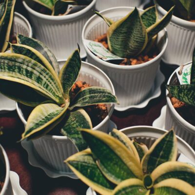Plantas de Interior Fáceis: O Guia Definitivo para um Ar Puro e um Lar Saudável — plantas de interior fáceis de cuidar que pu