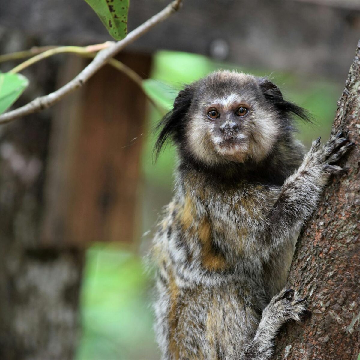 Animais em Maior Risco de Extinção no Brasil Hoje: Conheça e Ajude a Proteger — quais são os animais em maior risco de extinç