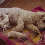Venda de Filhotes de Cães de Proteção Italianos