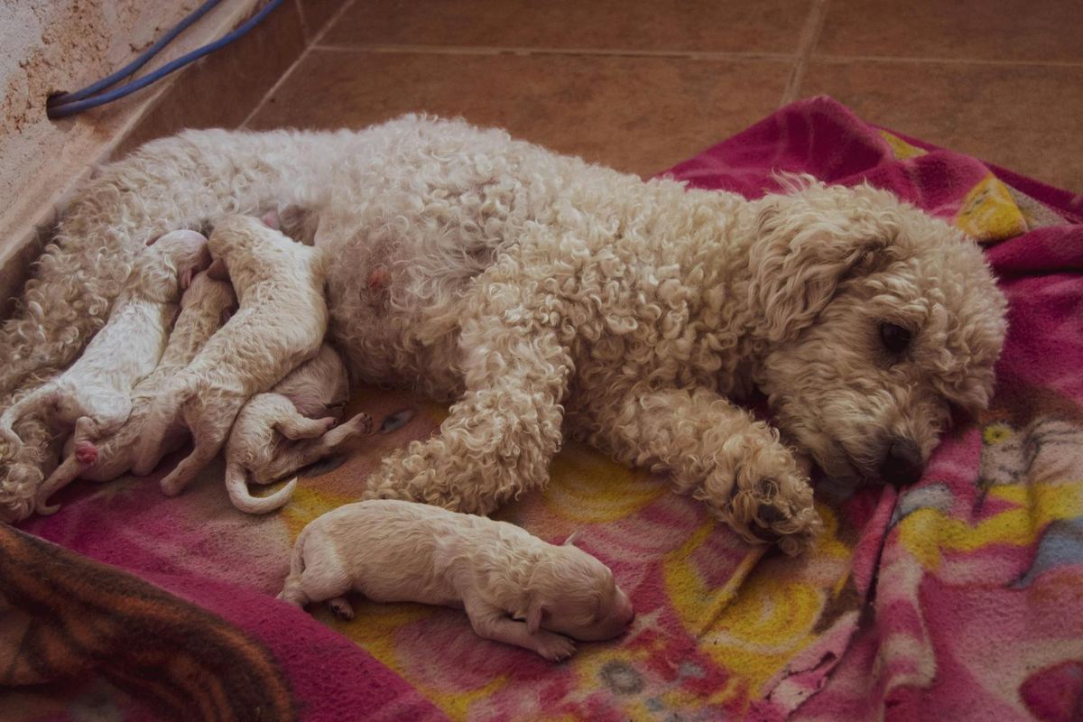 Venda de Filhotes de Cães de Proteção Italianos