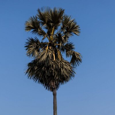 Como a Cera de Carnaúba é Produzida: Do Campo à Indústria 