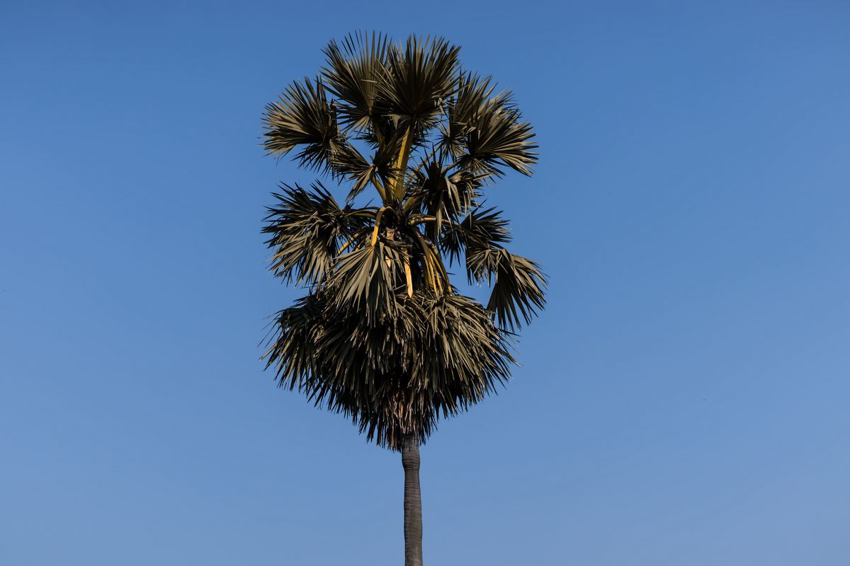 Como a Cera de Carnaúba é Produzida: Do Campo à Indústria 